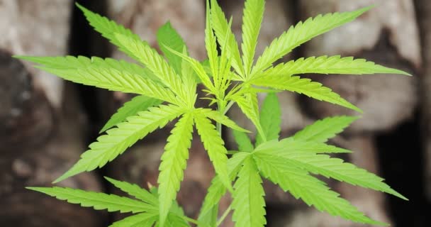 Délicates Feuilles Fraîches Cannabis Sativa Marijuana Pendant Saison Croissance — Video