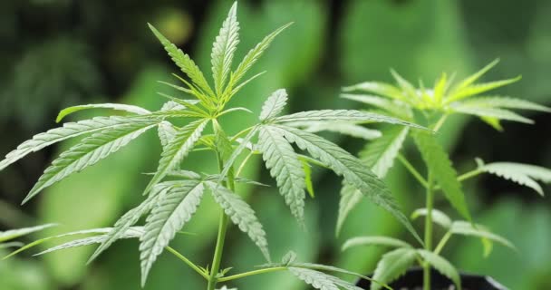 Delicadas Hojas Frescas Cannabis Sativa Marihuana Durante Temporada Cultivo — Vídeos de Stock