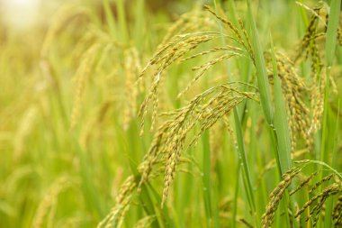 Yasemin pirinç tarlası, sarı pirinç tohumu ve yeşil yaprakları kapat.