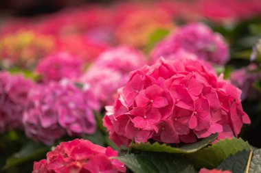 Bahar zamanı pembe ortanca çiçekleri