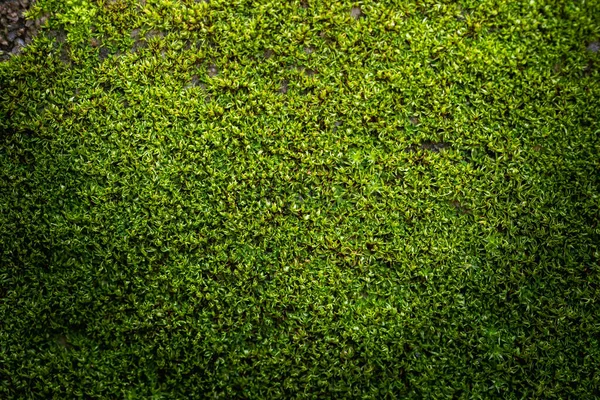 Žlábek Zelený Mech Pozadí Přírodě — Stock fotografie