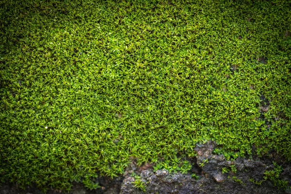 Zielony Mech Rowkowane Tło Przyrodzie — Zdjęcie stockowe