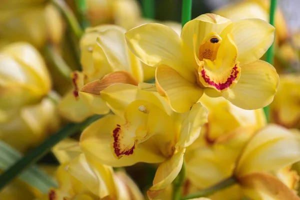 Vacker Orkidéblomma Blommar Vårsäsongen — Stockfoto