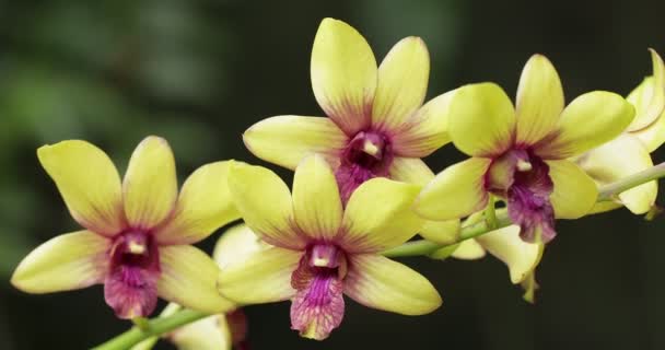 Hermosa Flor Orquídea Floreciendo Temporada Lluvias Dendrobium Orchidaceae — Vídeo de stock