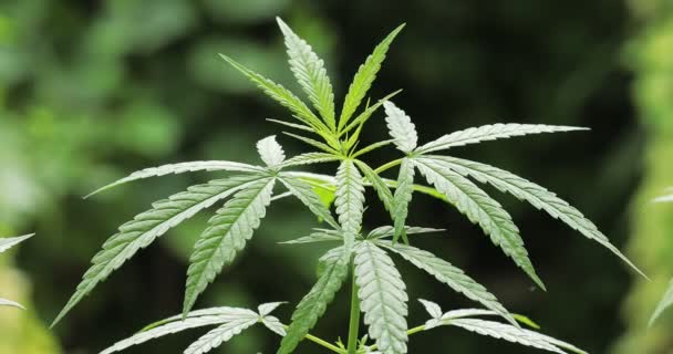 Delikatne Świeże Liście Rośliny Cannabis Sativa Marihuana Sezonie Wegetacyjnym — Wideo stockowe