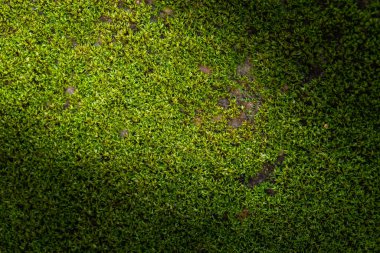 Doğada yeşil yosun arkaplanı