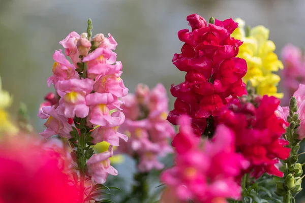 Colorful Flower Snapdragon Antirrhinum Majus — Stock Photo, Image