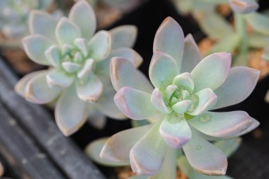 Kaktüs sulu bitkileri kapatın.