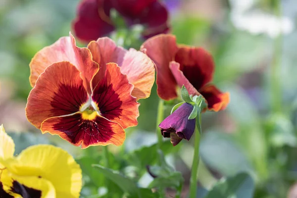 Group of pansy in the garden at spring time