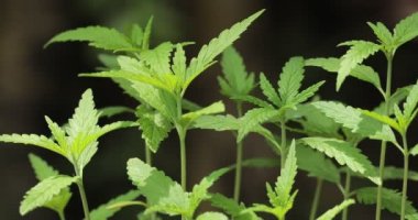 Narin kenevir sativa bitkisinin taze yaprakları, 4K mevsiminde marihuana.