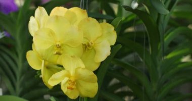Beautiful orchid flower blooming at rainy season. Vanda Orchid. 4K