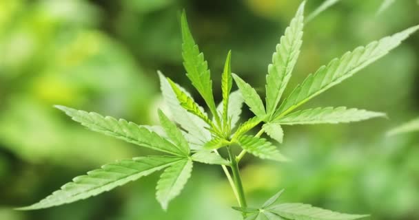 Delicate Verse Bladeren Van Cannabis Sativa Plant Marihuana Tijdens Het — Stockvideo