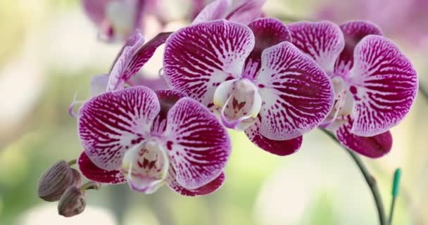 Beautiful Orchid Flower Blooming Rainy Season Phalaenopsis Orchid — Vídeo de Stock