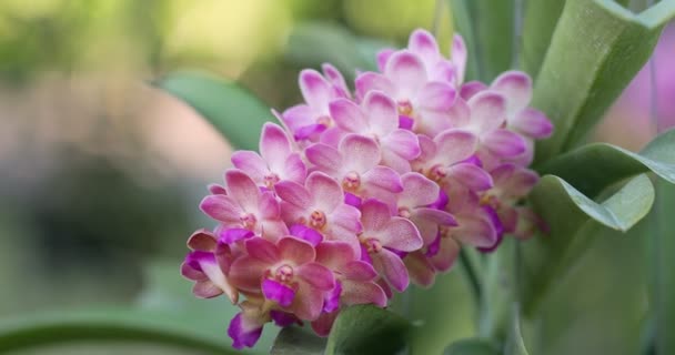 Mooie Orchidee Bloem Bloeien Regenseizoen Rhynchostylis Orchidee — Stockvideo