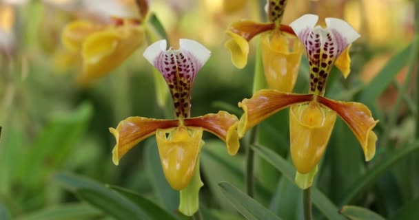 Beautiful Orchid Flower Blooming Rainy Season Paphiopedilum Orchidaceae Lady Slipper — Wideo stockowe