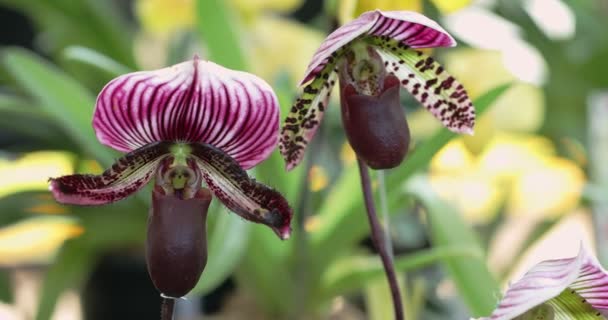 Όμορφη Ορχιδέα Ανθίζει Την Εποχή Των Βροχών Paphiopedilum Orchidaceae Lady — Αρχείο Βίντεο