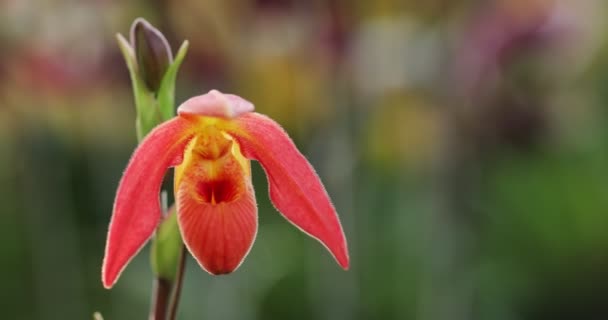 Beautiful Orchid Flower Blooming Rainy Season Paphiopedilum Orchidaceae Lady Slipper — Vídeo de Stock