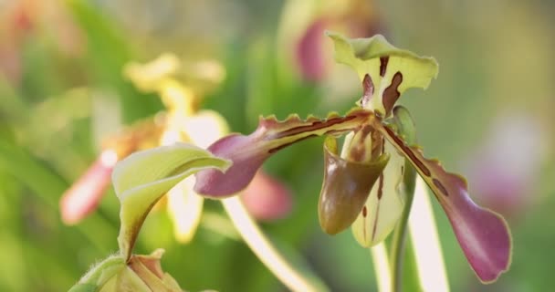 Piękny Kwiat Storczyka Kwitnący Porze Deszczowej Paphiopedilum Orchidea Albo Damski — Wideo stockowe