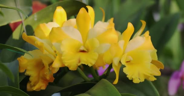 Beautiful Orchid Flower Blooming Rainy Season Cattleya Orchid — Vídeo de Stock