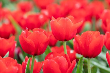 Field of colorful tulips in bloom at spring time