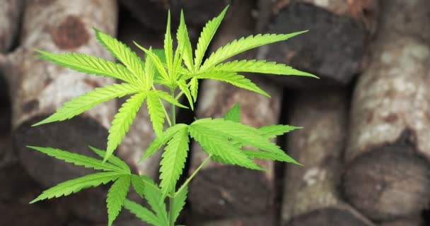 Een Struik Wilde Cannabis Zwaait Wind Groen Blad Marihuana — Stockvideo
