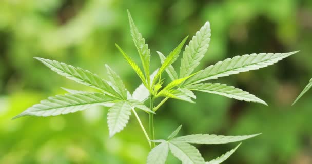 Bush Wild Cannabis Sways Wind Green Leaf Marijuana — Stock video