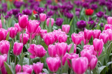 Field of colorful tulips in bloom at spring time