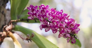 Rhynchostylis orchid flower bloom in spring decoration the beauty of nature, A rare wild orchid decorated in tropical garden 4K