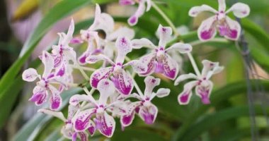 Mokara orchid flower bloom in spring decoration the beauty of nature, A rare wild orchid decorated in tropical garden 4K