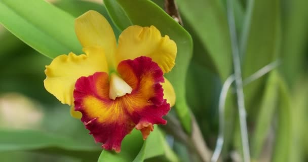 Cattleya Orchid Flower Bloom Spring Decoration Beauty Nature Rare Wild — Wideo stockowe