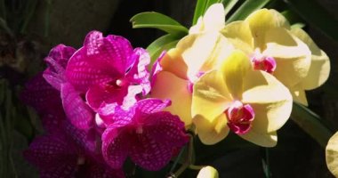 Vanda ve Phalaenopsis orkidesi bahar dekorasyonunda çiçek açar doğanın güzelliği, tropik bahçede süslenmiş nadir bir vahşi orkide