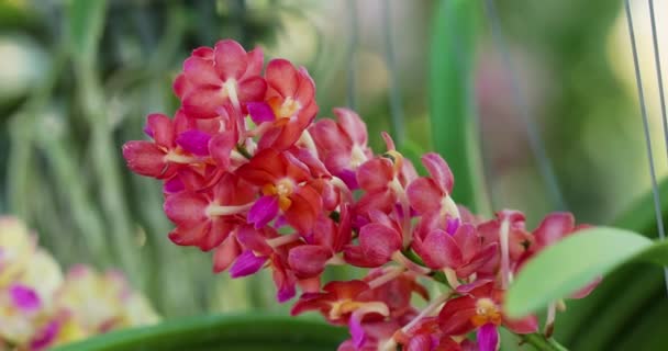Rhynchostylis Orchidee Bloem Bloei Het Voorjaar Decoratie Schoonheid Van Natuur — Stockvideo