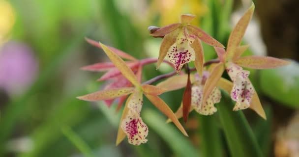 Cattleya Orchid Flower Bloom Spring Decoration Beauty Nature Rare Wild — Vídeo de Stock