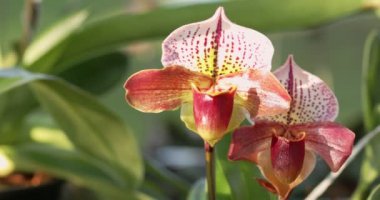 Thai Paphiopedilum orkidesi bahar dekorasyonunda çiçek açar doğanın güzelliği, tropikal bahçede süslenmiş nadir bir orkide