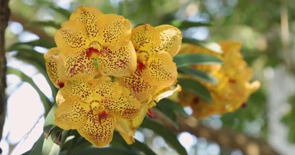 Vanda Orchidee Bloem Bloei Het Voorjaar Decoratie Schoonheid Van Natuur — Stockvideo