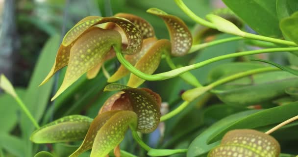 Bulbophyllum Orchid Flower Bloom Spring Decoration Beauty Nature Rare Wild — Video Stock
