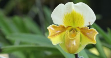 Paphiopedilum orchid or Lady's Slipper orchid flower bloom in spring decoration the beauty of nature 4K