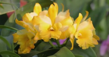 Cattleya orchid flower bloom in spring decoration the beauty of nature, A rare wild orchid decorated in tropical garden 4K