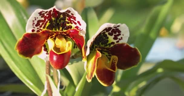 Paphiopedilum Orchidee Lady Slipper Orchidee Bloem Bloeien Het Voorjaar Decoratie — Stockvideo