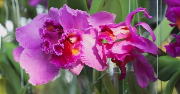 Cattleya Orchid Flower Bloom Spring Decoration Beauty Nature Rare Wild — Vídeo de stock
