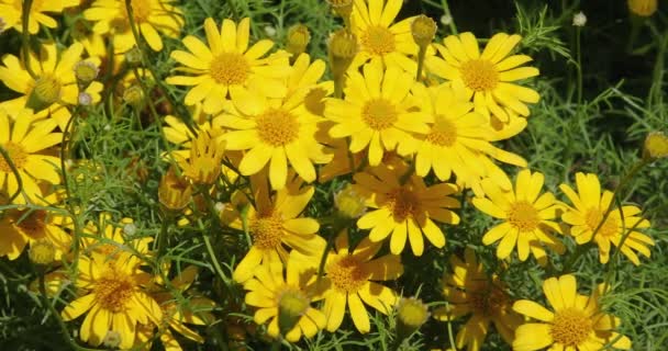 Żółte Małe Stokrotki Kwiaty Wiosnę Spokojna Wiosna Wsi Naturalnej Scenie — Wideo stockowe