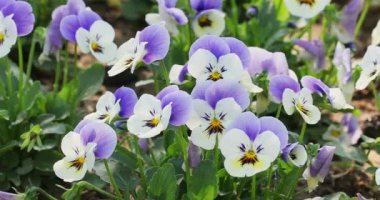 Close up of horn violet pansy flower in nature at springtime. 4K