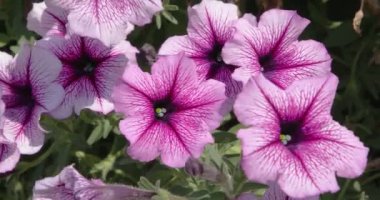 Baharda bahçede asılı duran güzel pembe petunya çiçeklerini kapatın. 4K