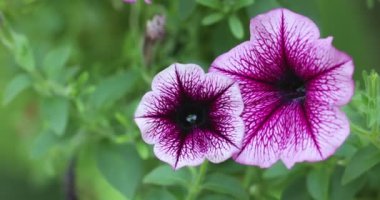Baharda bahçede asılı duran güzel pembe petunya çiçeklerini kapatın. 4K