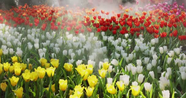 Colorful Tulips Spring Flowers Beautiful Landscape Garden Fog — Stock videók