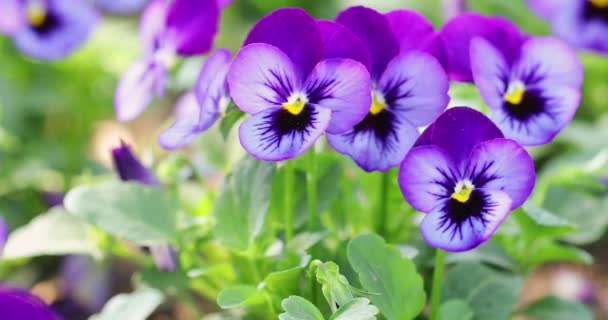 Gros Plan Fleur Panse Violette Corne Dans Nature Printemps — Video