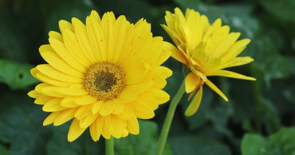 노란색 국화꽃은 정원에서 — 비디오