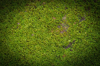 Doğada yeşil yosun arkaplanı.