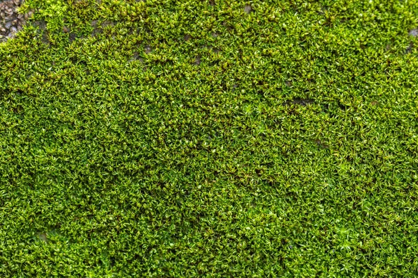 Grooved Green Moss Background Nature — Stock Photo, Image