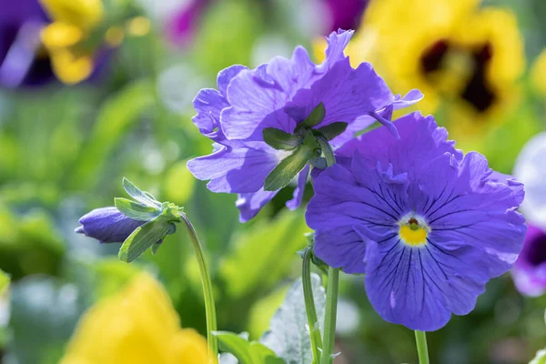 Primer Plano Flor Pansy Cuerno Violeta Naturaleza Primavera — Foto de Stock